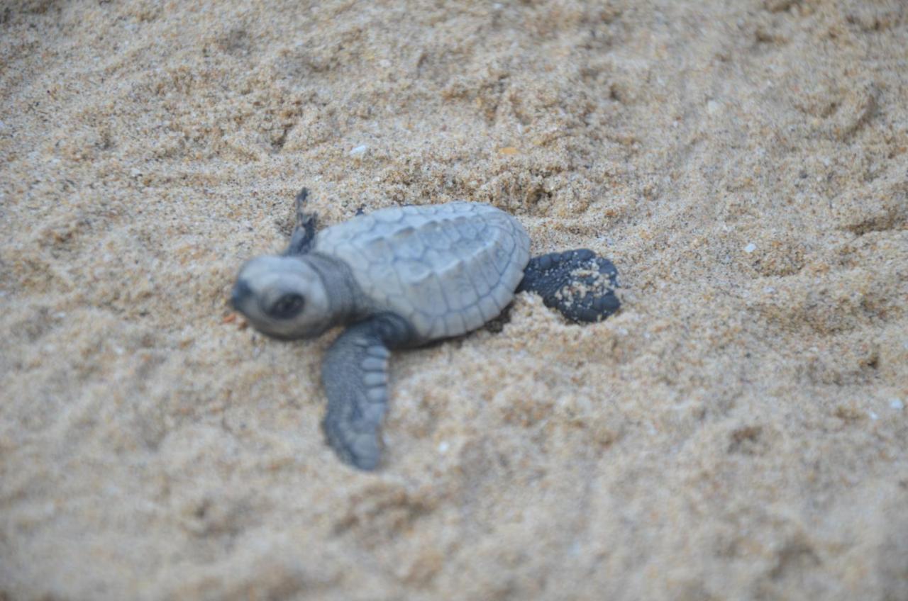 Turtle Beach House Vengurla ภายนอก รูปภาพ