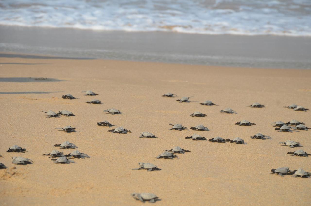 Turtle Beach House Vengurla ภายนอก รูปภาพ
