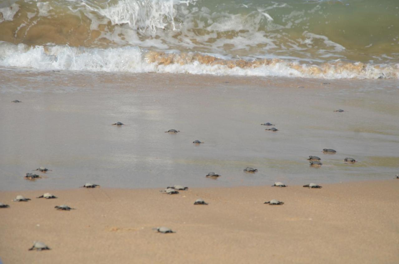 Turtle Beach House Vengurla ภายนอก รูปภาพ